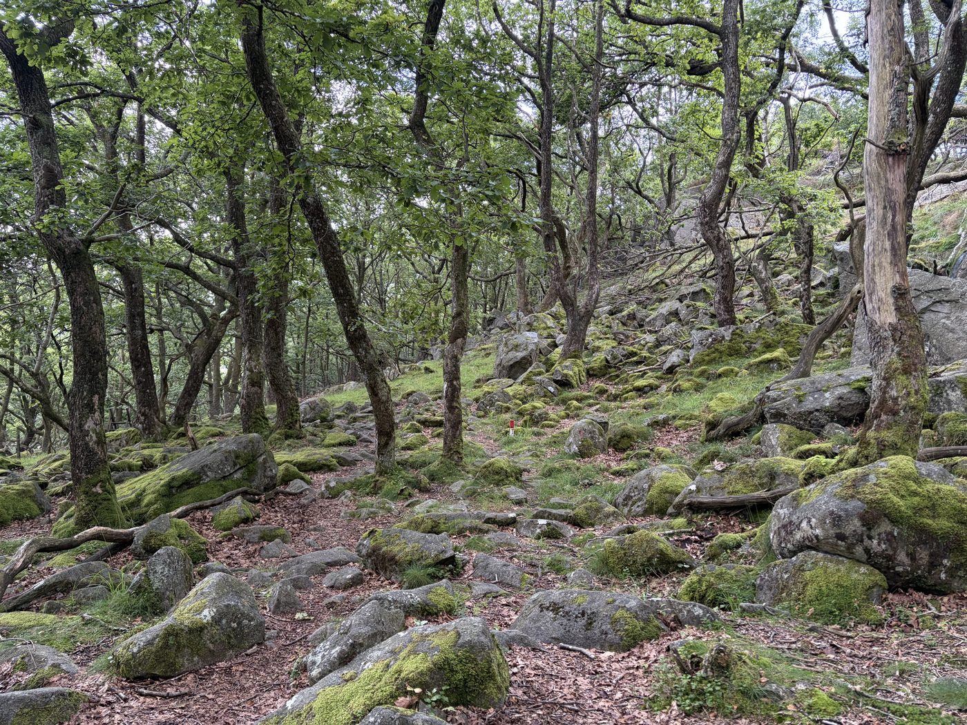 A mossy, rock-strewn forest trail winding uphill between old, twisted trees