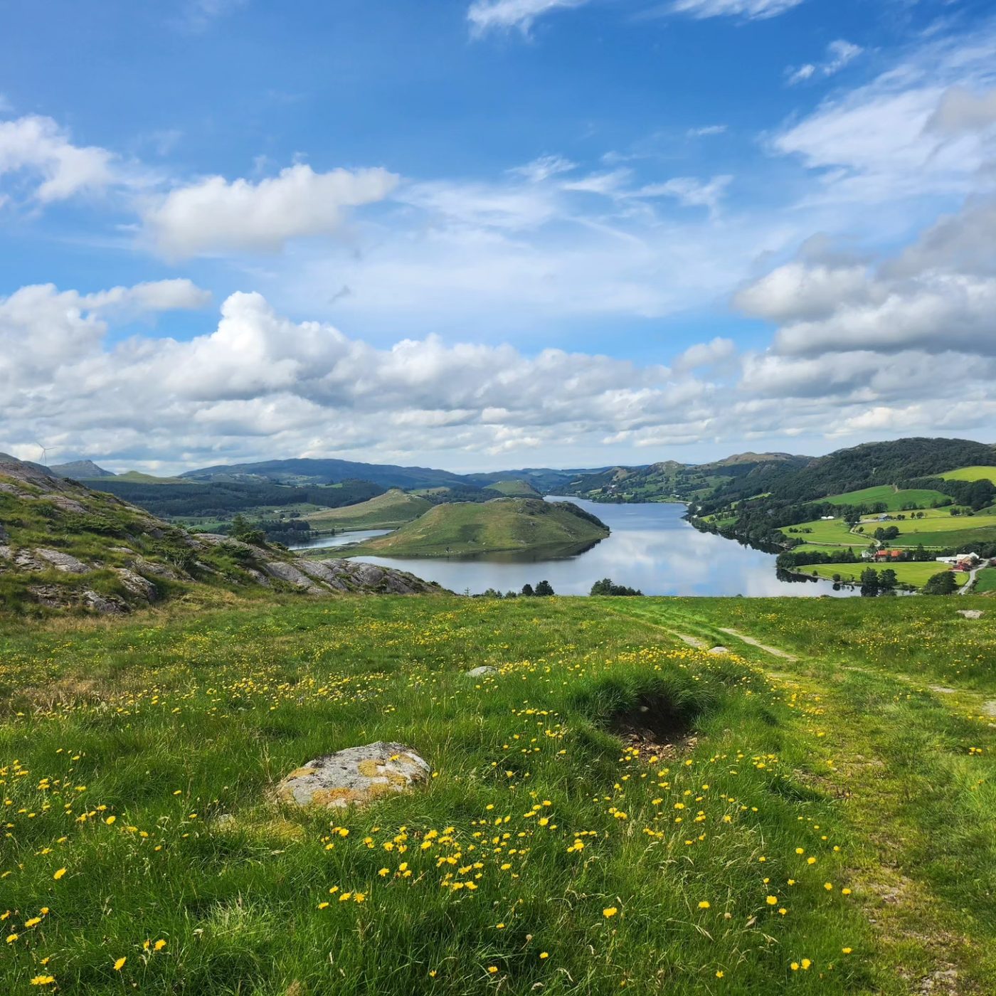 A grassy hilltop covered in yellow wildflowers, overlooking a winding blue fjord